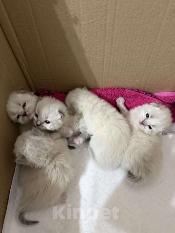 Кошки в Санкт-Петербурге: Невские маскарадный котята Мальчик, 27 000 руб. - фото 8