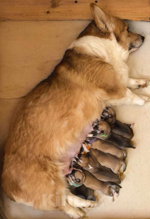 Собаки в Москве: Вельш корги Пемброк на АПРЕЛЬ Девочка, 60 000 руб. - фото 1