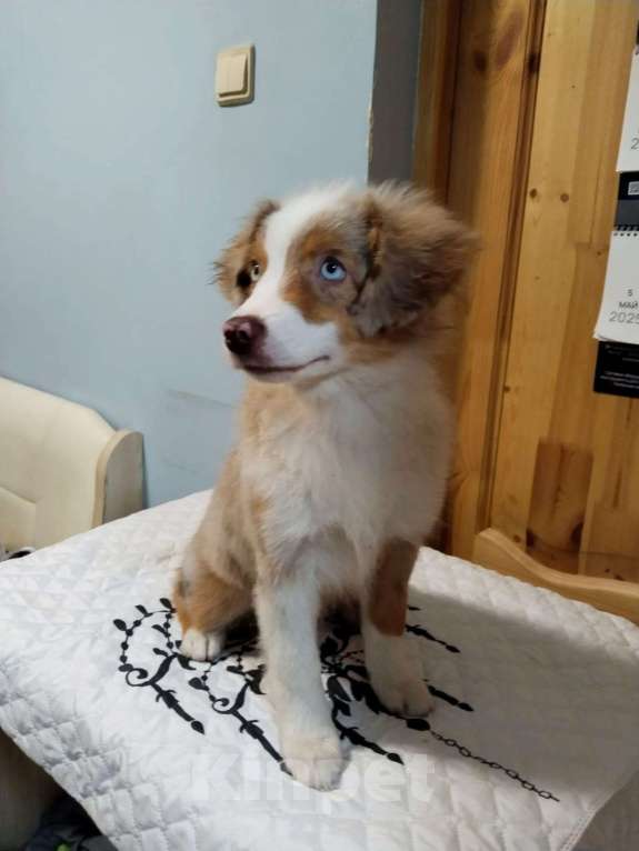 Собаки в Санкт-Петербурге: щенок миниатюрной американской овчарки (мини аусси) Девочка, 120 000 руб. - фото 6