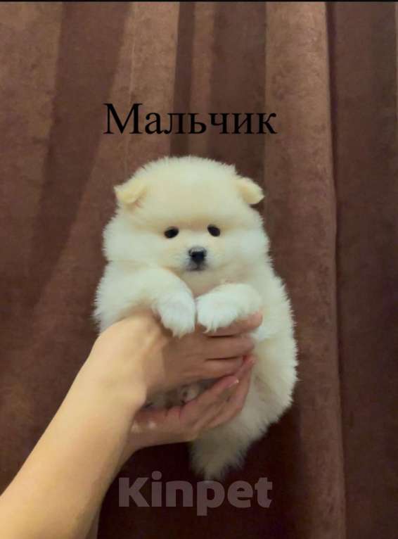 Собаки в Москве: Померанский шпиц Мальчик, 29 000 руб. - фото 3