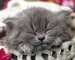 Кошки в Санкт-Петербурге: Серый кот-отец, мать трёхцветнаяизящьная кошечка Девочка, Бесплатно - фото 1