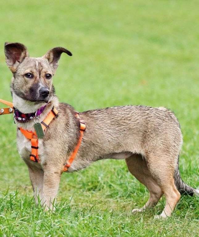 Собаки в Москве: Микки ищет заботливую семью Девочка, Бесплатно - фото 1