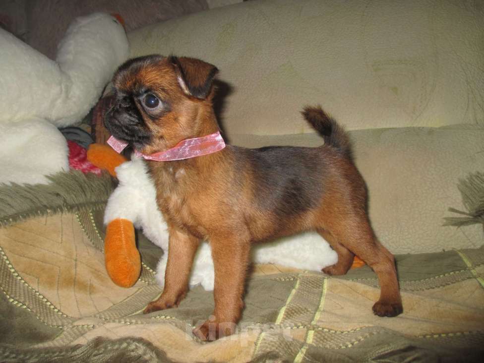 Собаки в Пскове: Девочка пти брабансон Девочка, 55 000 руб. - фото 1