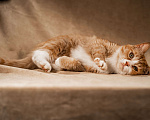 Кошки в Клине: Базилио — ласковый и скромный котик Мальчик, Бесплатно - фото 6