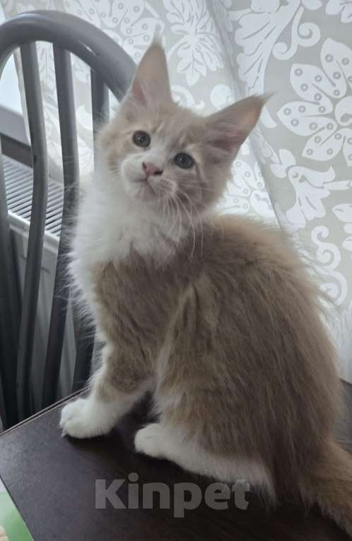 Кошки в Москве: Девочка  Девочка, 18 000 руб. - фото 7