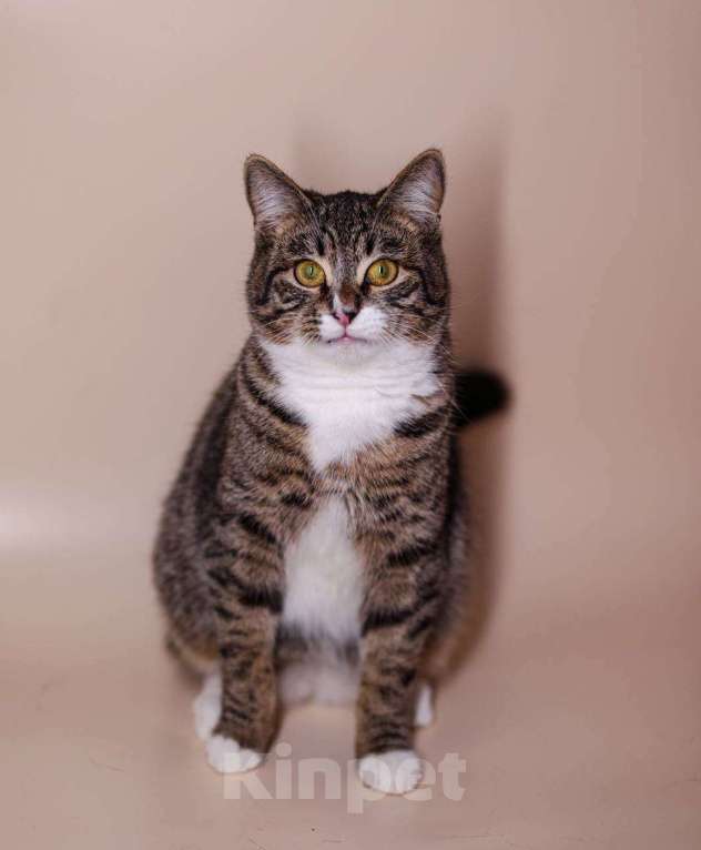 Кошки в Москве: кот Носик и кошка Вита ищут дом Мальчик, Бесплатно - фото 4