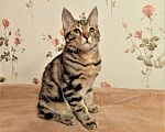 Кошки в Фрязино: Котята Курильский бобтейл кошечки Девочка, 12 000 руб. - фото 4