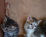 Кошки в Иркутске: Котята от американская гладкошерстная кошка Разнополые, 10 руб. - фото 4