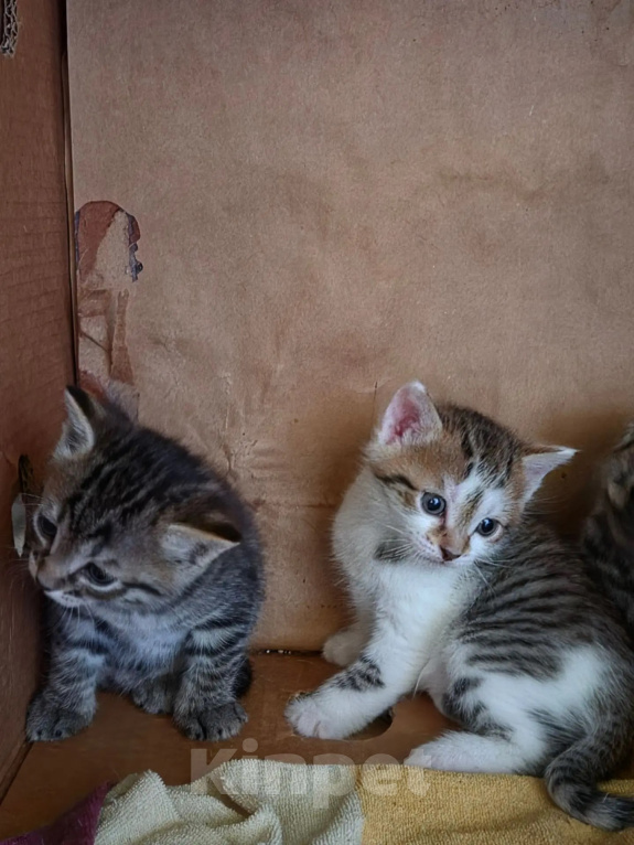 Кошки в Иркутске: Котята от американская гладкошерстная кошка Разнополые, 10 руб. - фото 4
