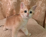 Кошки в Москве: Шотландский золотой котёнок скоттиш страйт Девочка, 35 000 руб. - фото 1