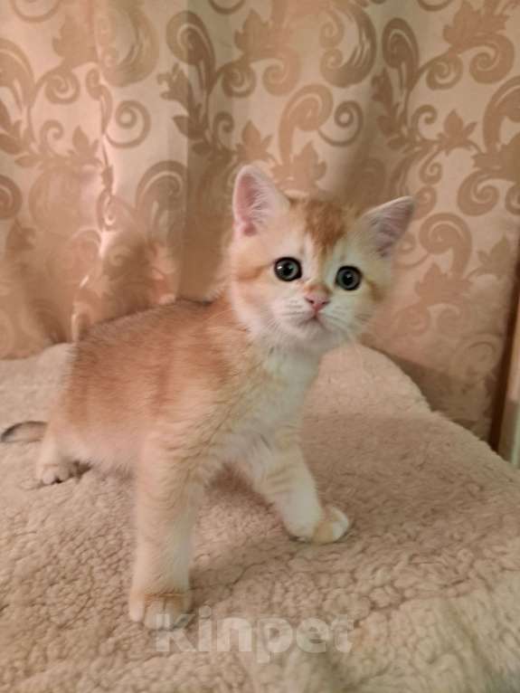 Кошки в Москве: Шотландский золотой котёнок скоттиш страйт Девочка, 35 000 руб. - фото 1