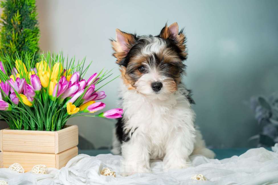 Собаки в Вологде: Предлагается очень красивый, яркий, породный щенок породы бивер терьер. Мальчик, 70 000 руб. - фото 1