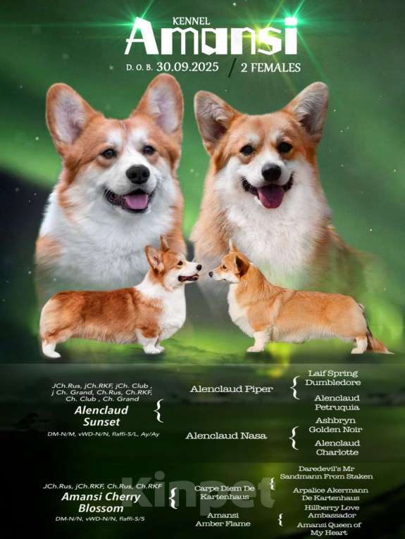 Собаки в Москве: Amansi Just about love Девочка, 70 000 руб. - фото 6