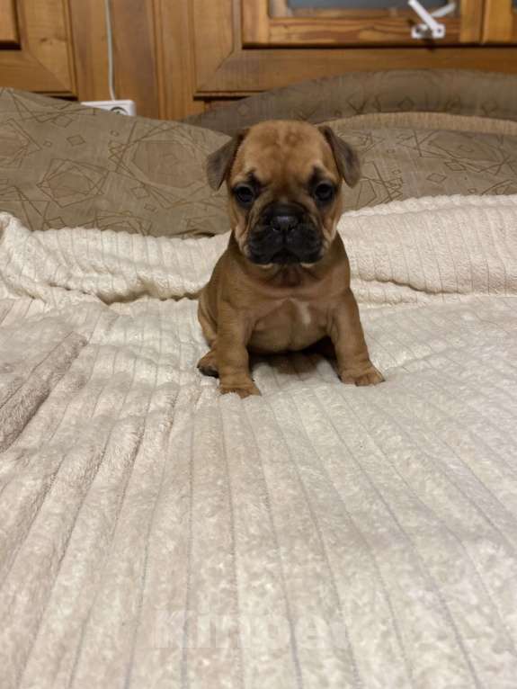 Собаки в Санкт-Петербурге: Красотка француженка  Девочка, 40 000 руб. - фото 10