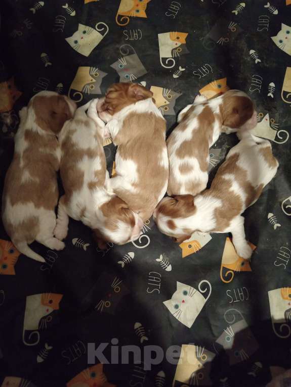 Собаки в Мурином: Щенки бронирование Разнополые, 70 000 руб. - фото 1