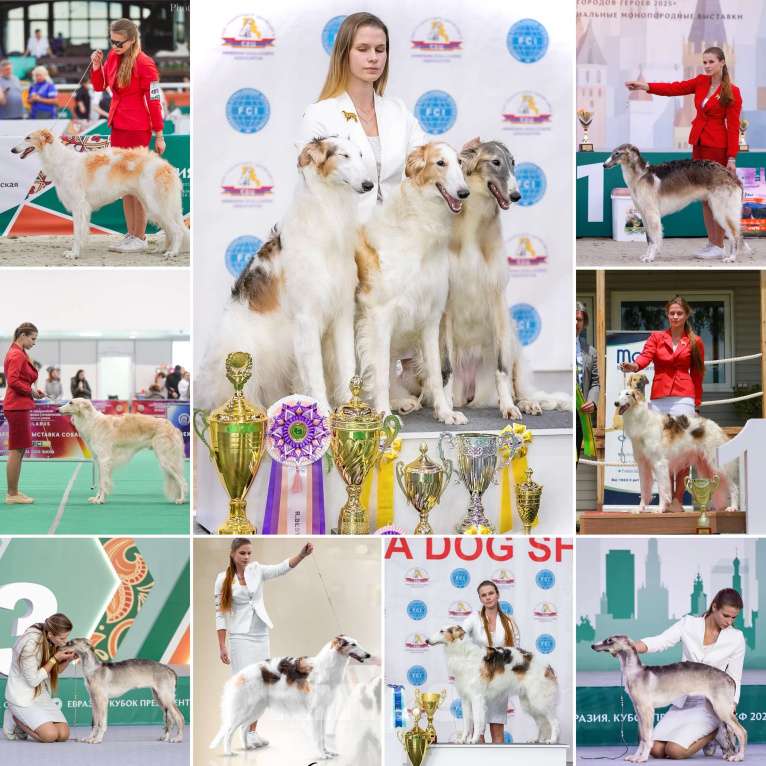 Собаки в Реутове: "Art In Fame" Племенной питомник Русских Псовых Борзых Разнополые, Бесплатно - фото 7