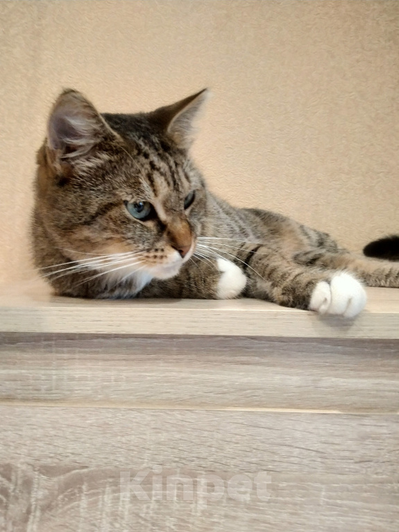 Кошки в Санкт-Петербурге: Кошка Маруся в добрые руки Девочка, Бесплатно - фото 2