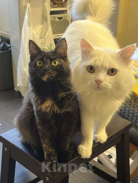 Кошки в Москве: Котенок Сильва в добрые руки, 7 мес. Девочка, Бесплатно - фото 8