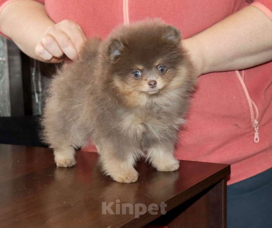 Собаки в Москве: Лиловая красотка ШПИЦА Девочка, 120 000 руб. - фото 2