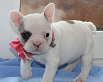 Собаки в Москве: Щенок французского бульдога с документами РКФ Девочка, 74 000 руб. - фото 6