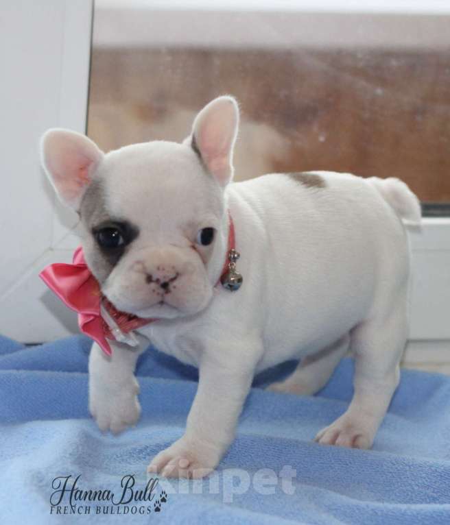 Собаки в Москве: Щенок французского бульдога с документами РКФ Девочка, 74 000 руб. - фото 6