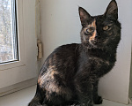 Кошки в Москве: Котенок девочка Костяная Римма Девочка, Бесплатно - фото 3