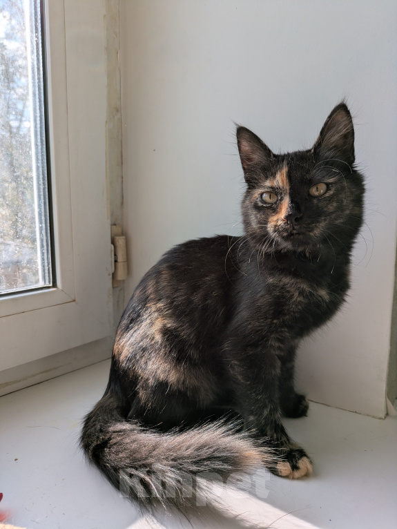 Кошки в Москве: Котенок девочка Костяная Римма Девочка, Бесплатно - фото 3