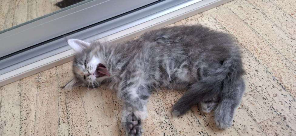 Кошки в Геленджике: Продаётся котёнок мейн-кун, девочка, серебристый окрас fs 24, из питомника EdenLight (Геленджик) Девочка, Бесплатно - фото 9