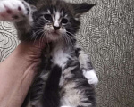 Кошки в Омутнинске: Котята Мейн- кун, 8 000 руб. - фото 9