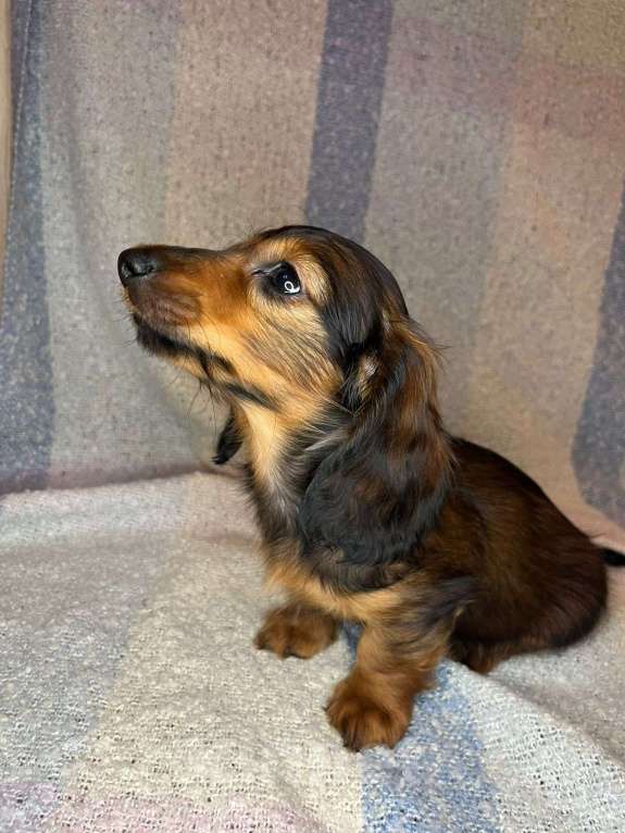 Собаки в Москве: Романтичный друг. Мальчик, 50 000 руб. - фото 2