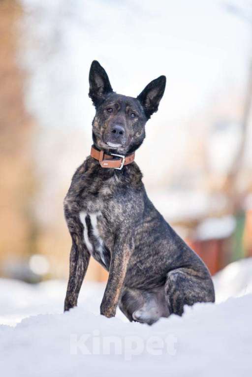 Собаки в Москве: Брошенный, но не сломленный: Рокки очень хочет снова быть нужным Мальчик, Бесплатно - фото 3