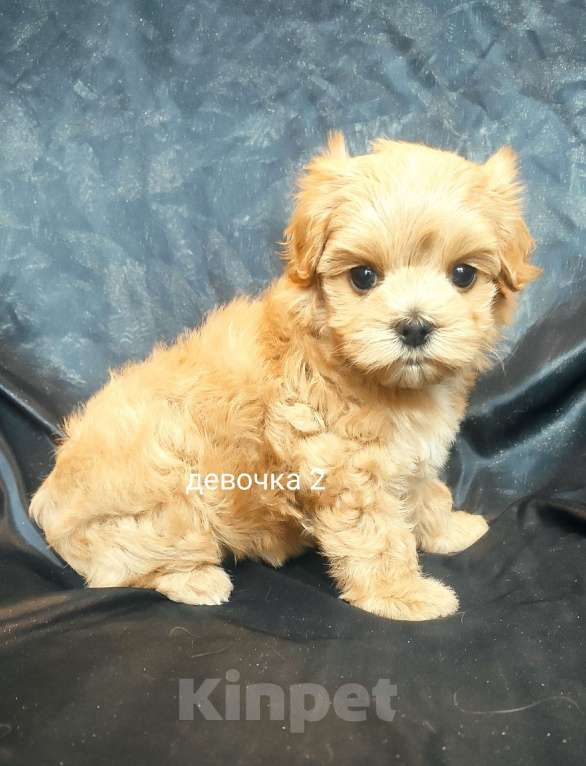 Собаки в Москве: мальтипу девочка F1 Девочка, 120 000 руб. - фото 3