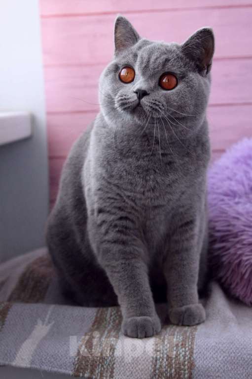 Кошки в Санкт-Петербурге: Нужен дом британке Девочка, 10 000 руб. - фото 5