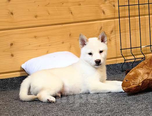 Собаки в Москве: Мальчишки. Белые Сиба ину Мальчик, 60 000 руб. - фото 6