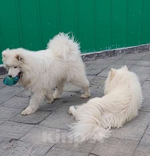 Собаки в Среднеуральске: самоед Мальчик, 50 000 руб. - фото 1