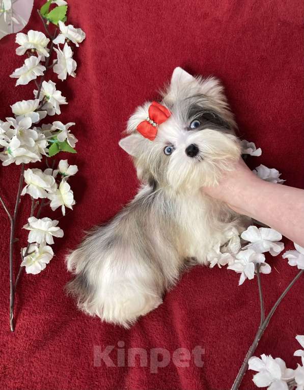 Собаки в Москве: Йорк с двумя голубыми глазами мальчик мини Мальчик, 130 000 руб. - фото 7