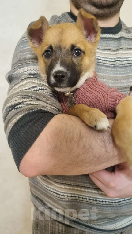 Собаки в Москве: Ищет дом отважная малышка Мо Девочка, Бесплатно - фото 6