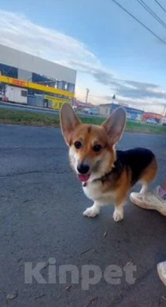 Собаки в Тольятти: Продам щенка  Девочка, Бесплатно - фото 5