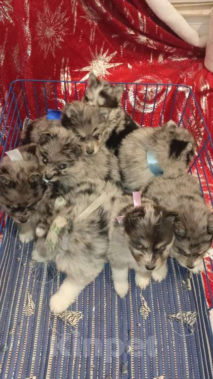 Собаки в Кировграде: Шикарные детки Девочка, 14 000 руб. - фото 3