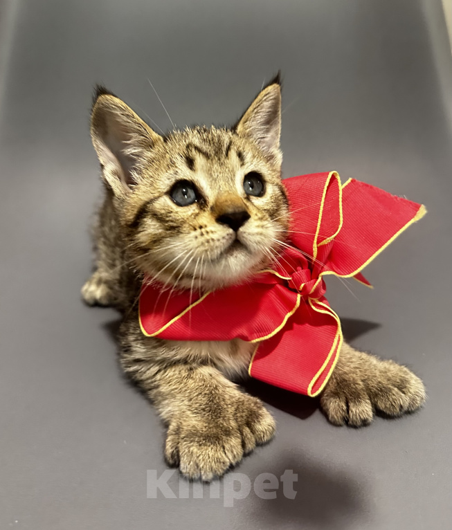 Кошки в Новосибирске: Пиксибоб котик поли лапы короткая шерсть короткий хвост Мальчик, 90 000 руб. - фото 2