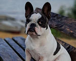 Собаки в Волгограде: Французский бульдог-щенки Мальчик, 20 000 руб. - фото 6