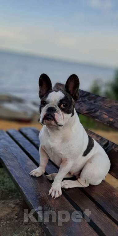 Собаки в Волгограде: Французский бульдог-щенки Мальчик, 20 000 руб. - фото 6