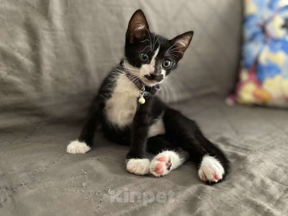 Кошки в Санкт-Петербурге: Черные котята-малыши ищут дом Мальчик, 1 руб. - фото 5