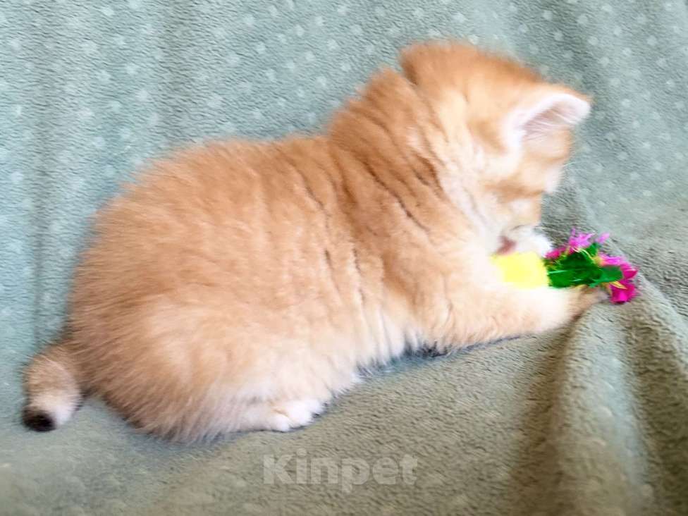 Кошки в Москве: Золотая плюшевая шиншилла Девочка, 35 100 руб. - фото 1