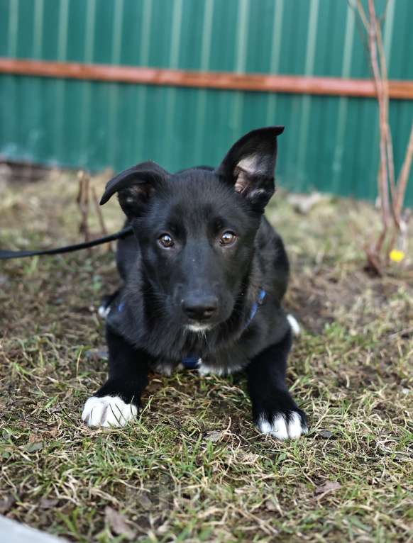 Собаки в Москве: Щенок бесплатно в Москве Мальчик, Бесплатно - фото 2
