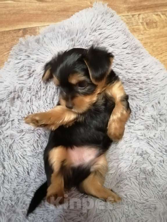 Собаки в Нововоронеже: Умница Мальчик, 25 000 руб. - фото 5