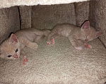 Кошки в Орле: Котята Мальчик, 500 руб. - фото 2