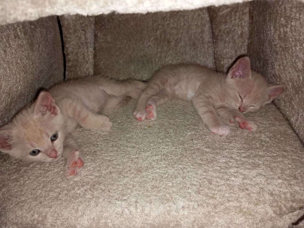 Кошки в Орле: Котята Мальчик, 500 руб. - фото 2