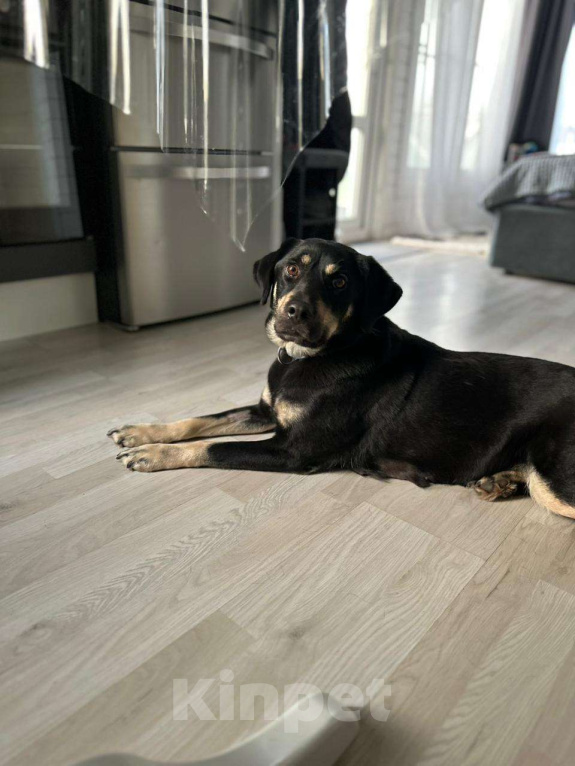 Собаки в Москве: Чудесная Ласточка в поиске дома. Девочка, Бесплатно - фото 10