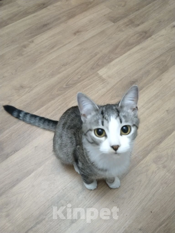 Кошки в Москве: Ласковая кошечка в добрые руки Девочка, Бесплатно - фото 2